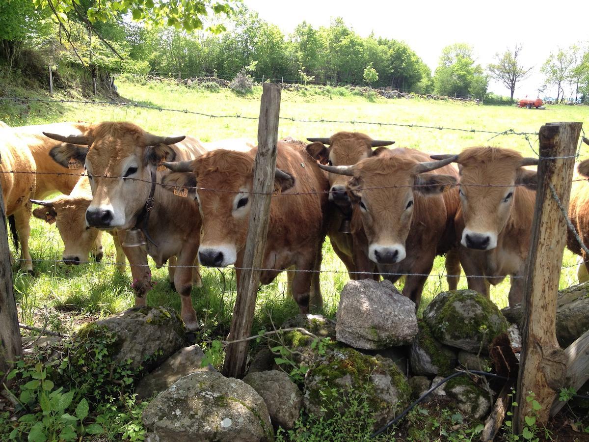 Le Clos De Banes Argences-en-Aubrac Eksteriør billede